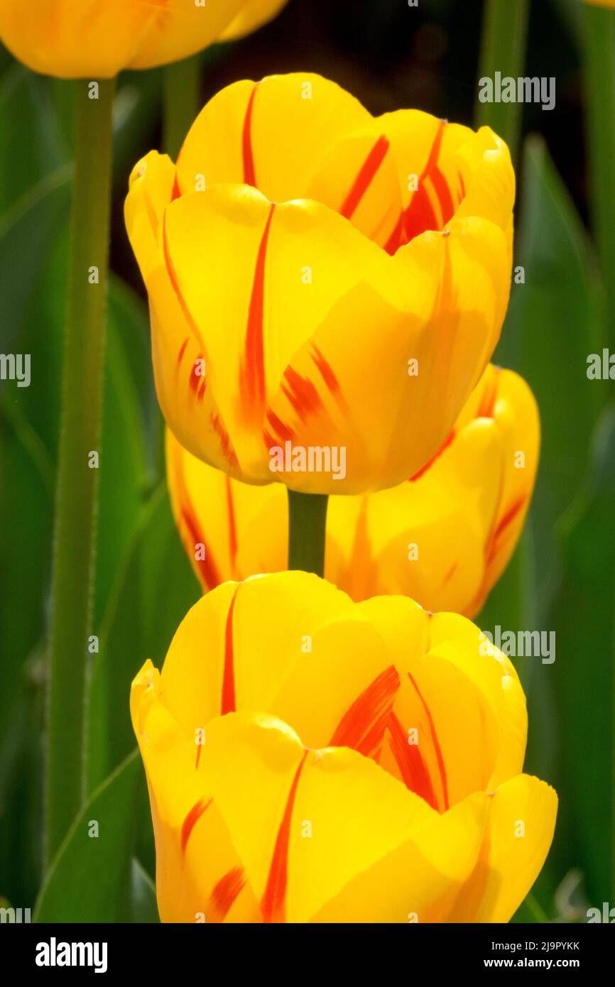Jaune, tulipes, Tulipa 'Stripped Apeldoorn', rouge, flammes, Tulipe, printemps, fleurs Banque D'Images Jaune, tulipes, Tulipa 'Stripped Apeldoorn', rouge, flammes, Tulipe, printemps, fleurs Banque D'Images