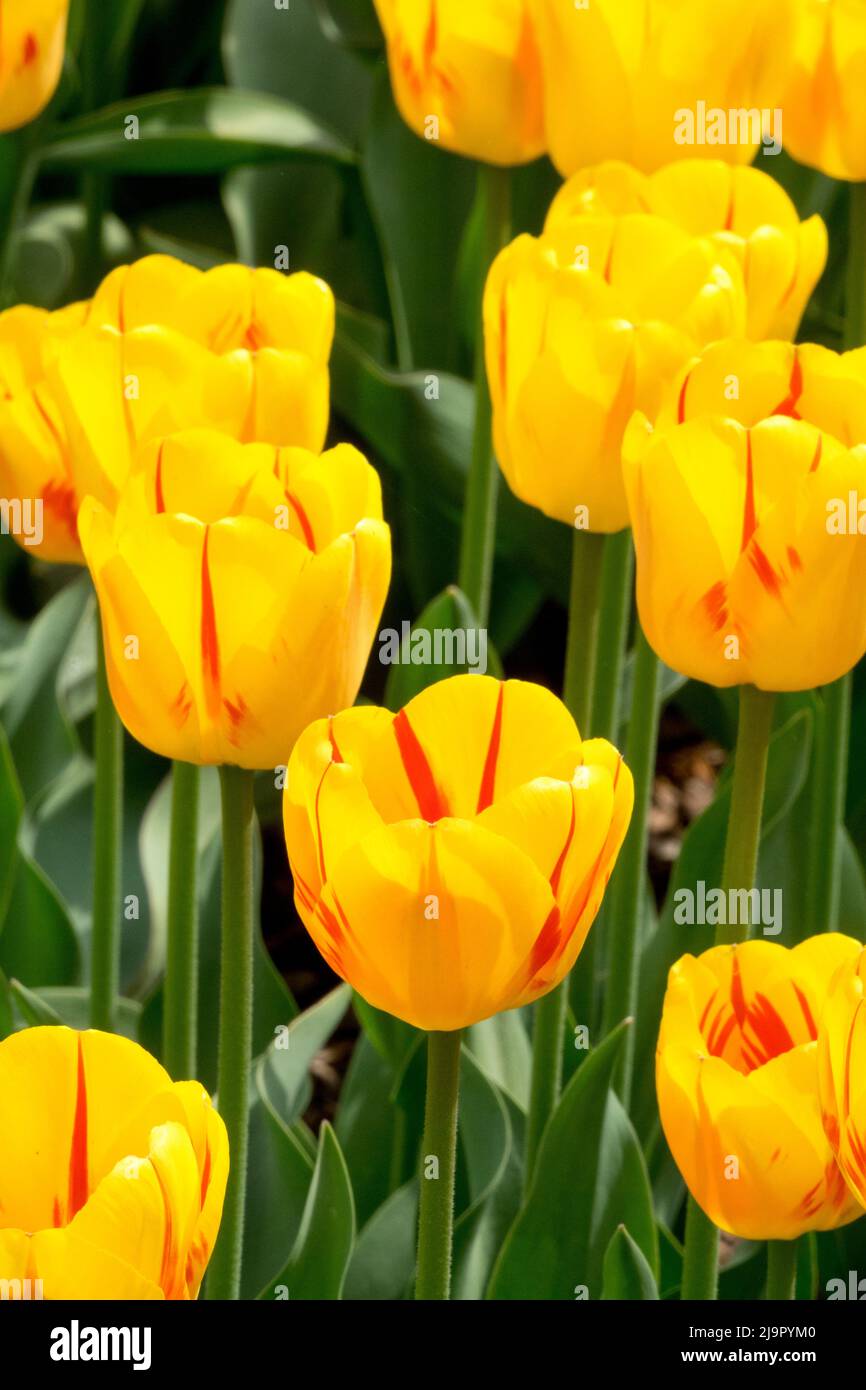Jaune, tulipes, Tulipa 'Stripped Apeldoorn', rouge, flammes, Tulipe, printemps, fleurs Banque D'Images Jaune, tulipes, Tulipa 'Stripped Apeldoorn', rouge, flammes, Tulipe, printemps, fleurs Banque D'Images
