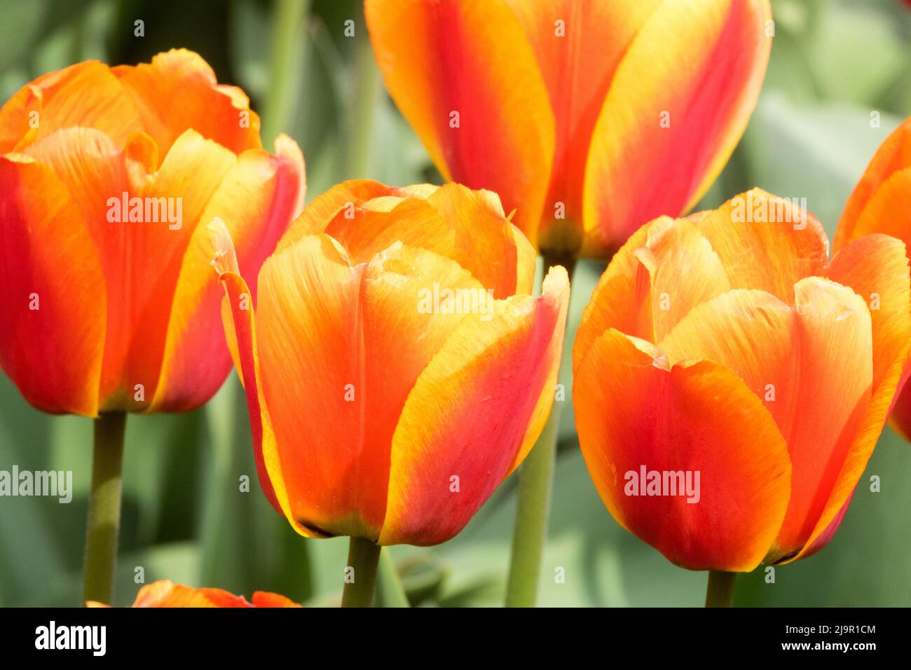 Tulipa 'Apeldoorns Elite', Nice, Orange Purple, tulipes, fleurs, Pétales de tulipe Banque D'Images