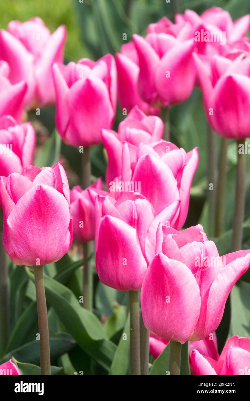 Fleur rose tulipes « Christmas Dream » tulipe pétales de couleur blanche rose Banque D'Images