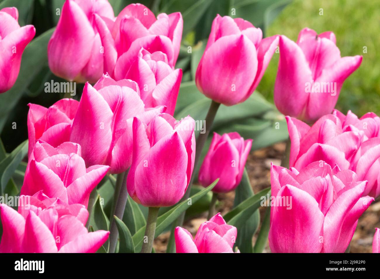 Tulipes roses dans un lit de fleur, Tulipa « Christmas Dream » Banque D'Images