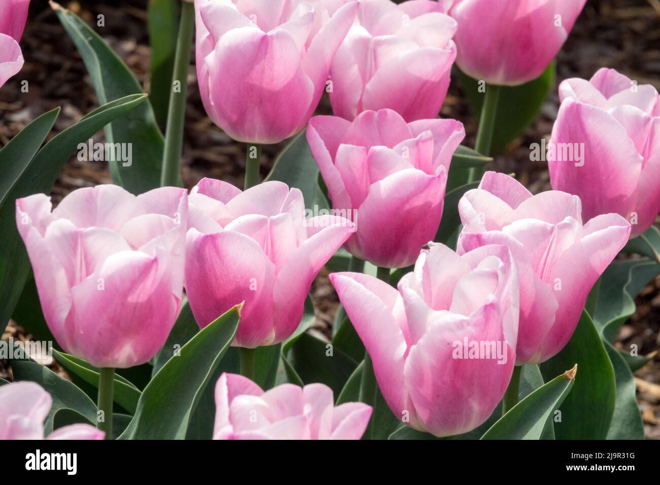 Magnifique tulipes roses tulipe 'Aafke' Tulipa Banque D'Images