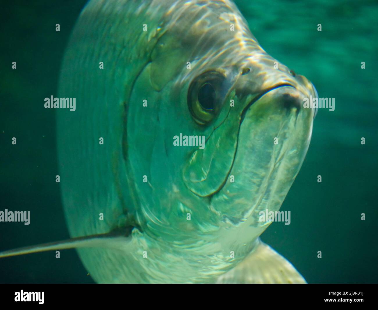 Poisson tarpon de l'Atlantique également connu sous le nom de roi d'argent, nageant dans aquarium de réservoir de poissons. C'est un poisson à raies qui habite les eaux côtières, estuaires, l Banque D'Images