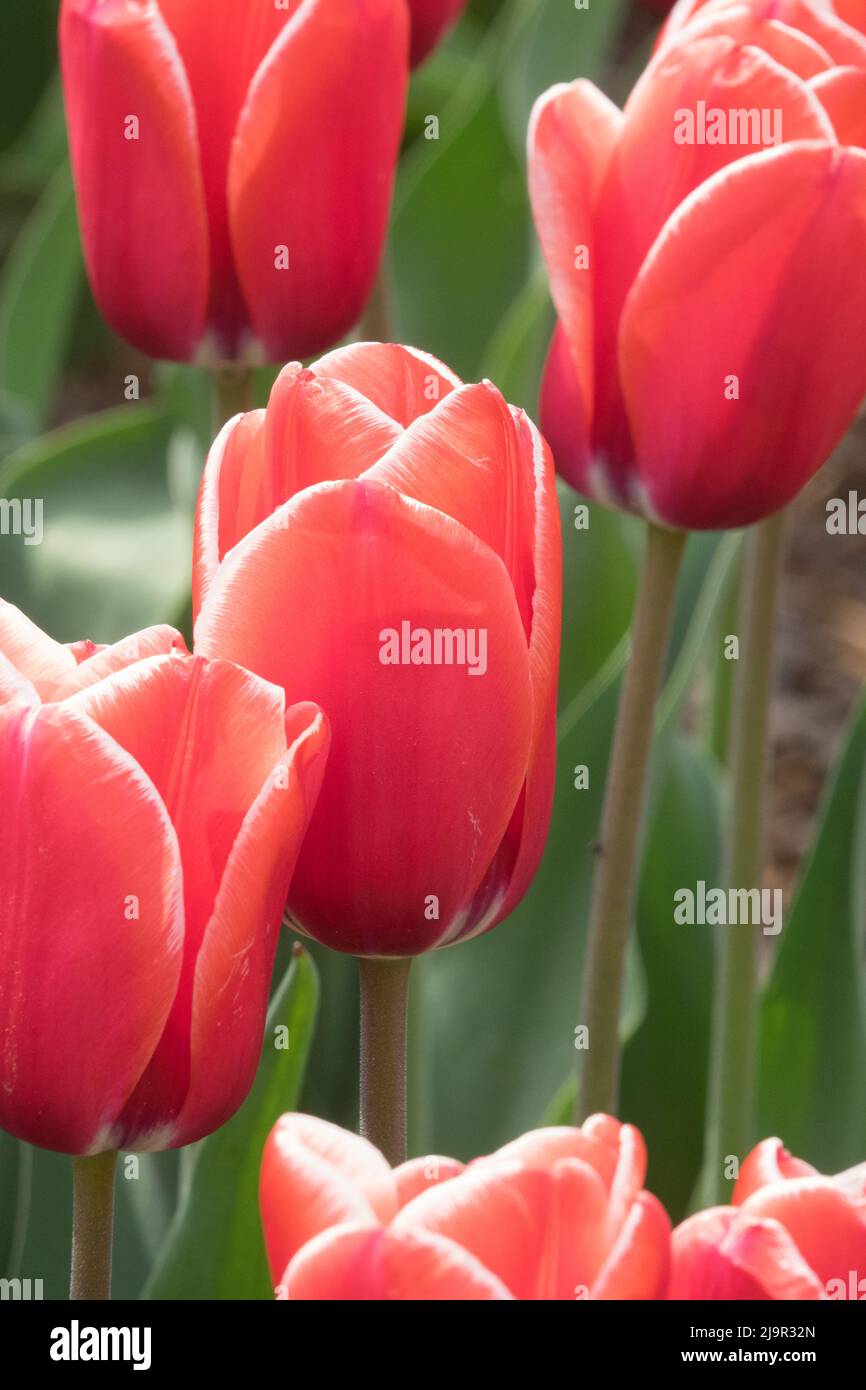 Tulipes rouges « Princess Victoria » Banque D'Images