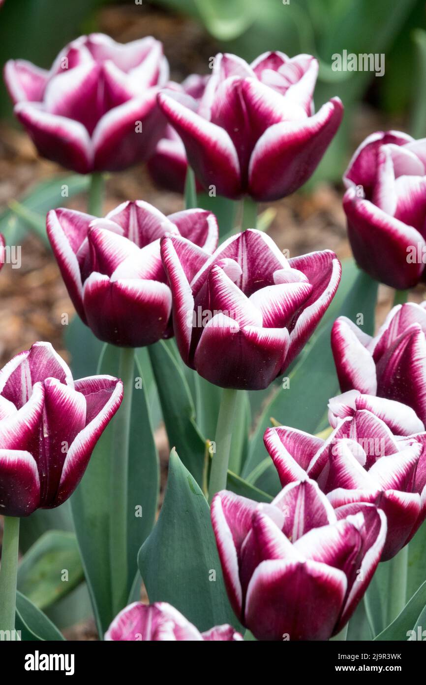 De magnifiques tulipes dans le lit de fleur Tulipa 'Arabian Mystery' Tulips Banque D'Images
