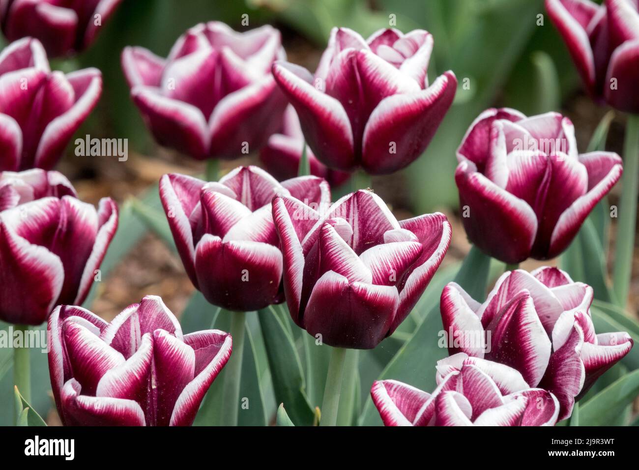 Violet profond avec blanc, Tulips Triumph 'Arabian Mystery' dans lit de fleur Banque D'Images