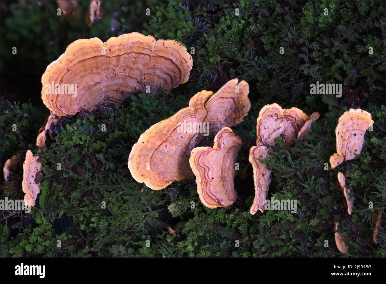 Champignons dans la jungle Banque D'Images