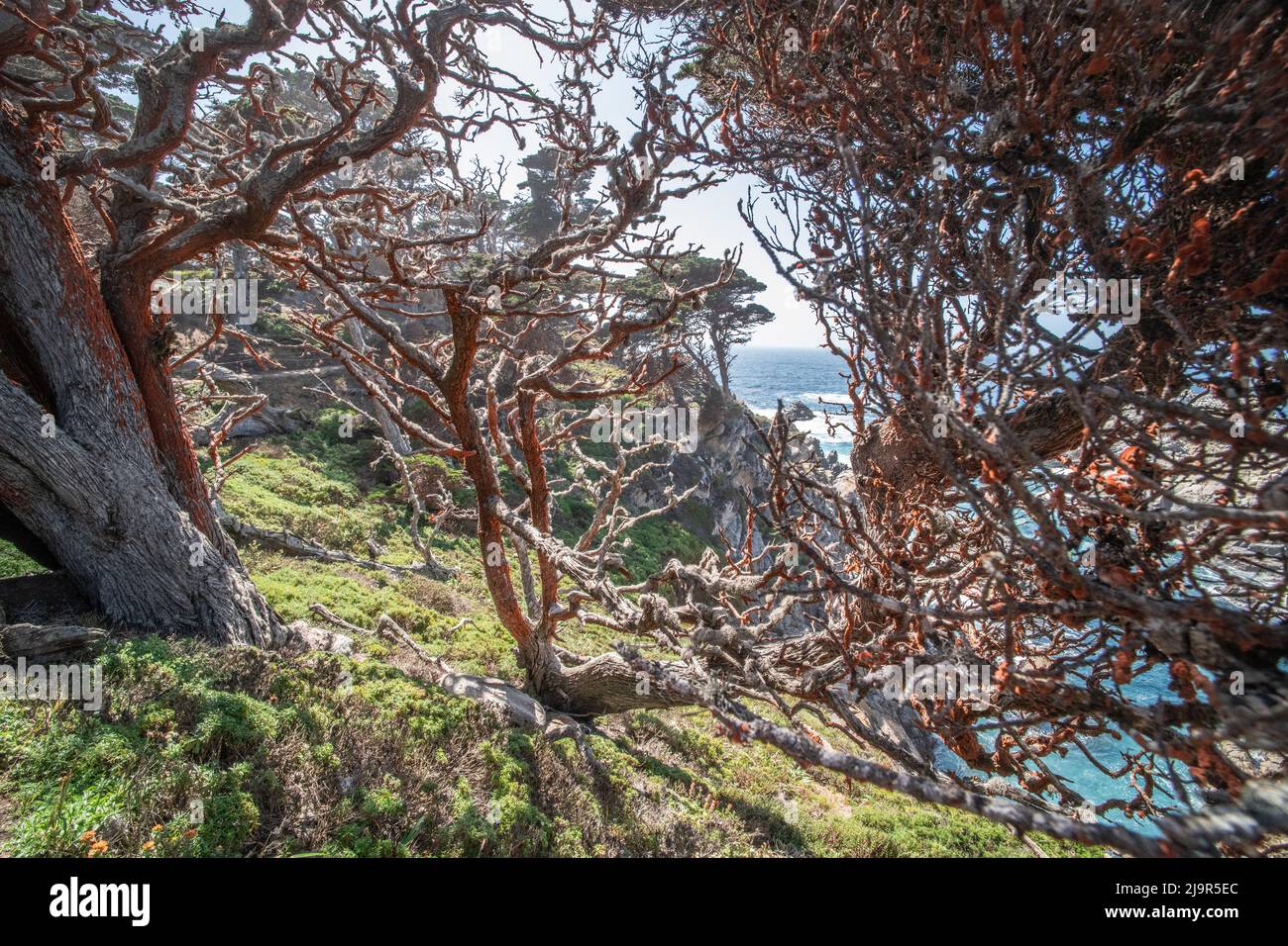 Cyprès de Monterey recouvert d'algues orangées (Trentepohlia flava) dans le parc national de point Lobos, en Californie. Banque D'Images