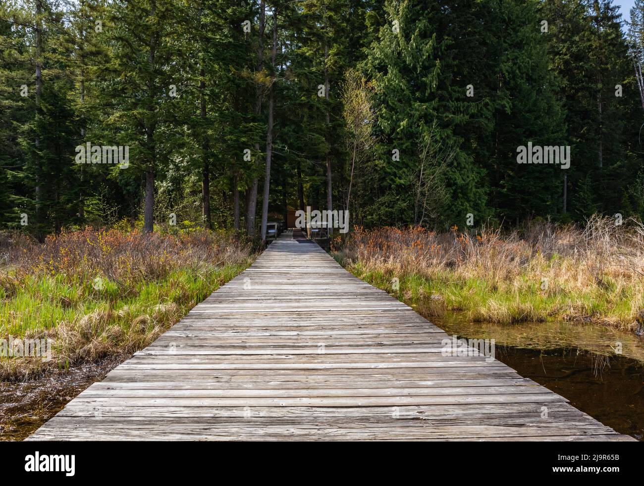 Sentier écologique en bois dans le parc de la Colombie-Britannique. Sentier écologique chemin sentiers allées posés dans la forêt. Photo de voyage, personne, mise au point sélective Banque D'Images