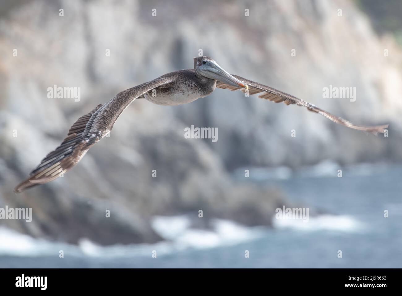 Un pélican brun (Pelecanus occidentalis) en vol au parc national de point Lobos, au-dessus de la baie de Monterey, en Californie. Banque D'Images