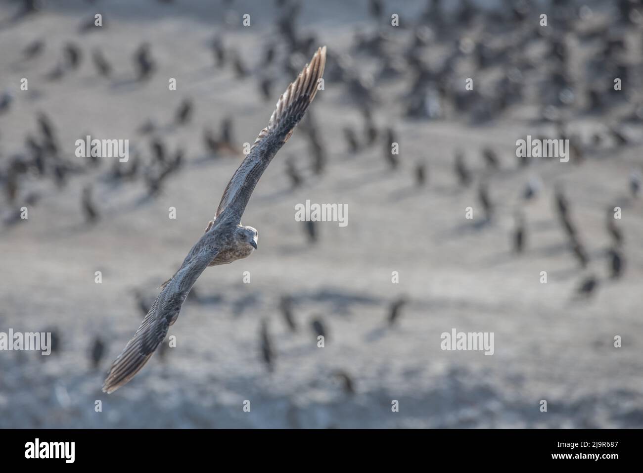 Un goéland occidental volant (Larus occidentalis) son plumage brun indique qu'il est juvénile. Dans la réserve naturelle d'État de point lobos, Californie. Banque D'Images