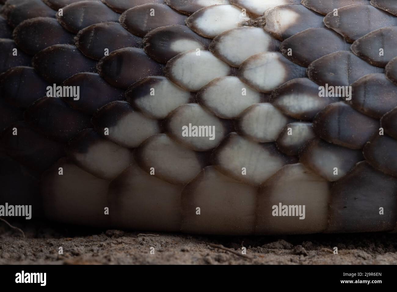 Image macro à fort grossissement d'un serpent roi de Californie sauvage (Lampropeltis californiae) du comté de Sonoma, en Californie, aux États-Unis. Banque D'Images