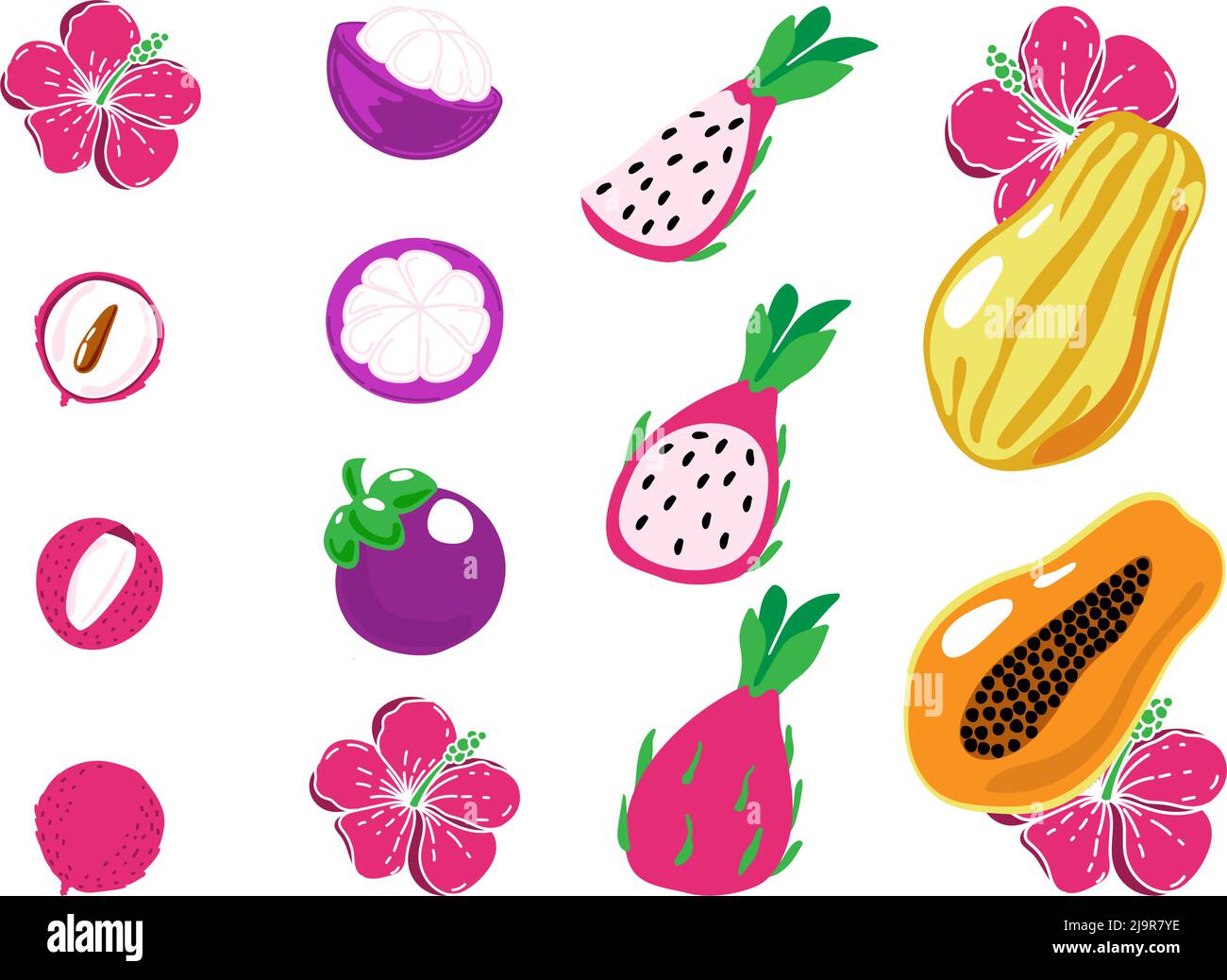 Un ensemble de fruits exotiques, de litchi peint à la main, de mangoustan, de papaye et de pitaya dans un style plat. Fruits entiers, moitiés et petits morceaux. Hibiscus flo brillant Illustration de Vecteur