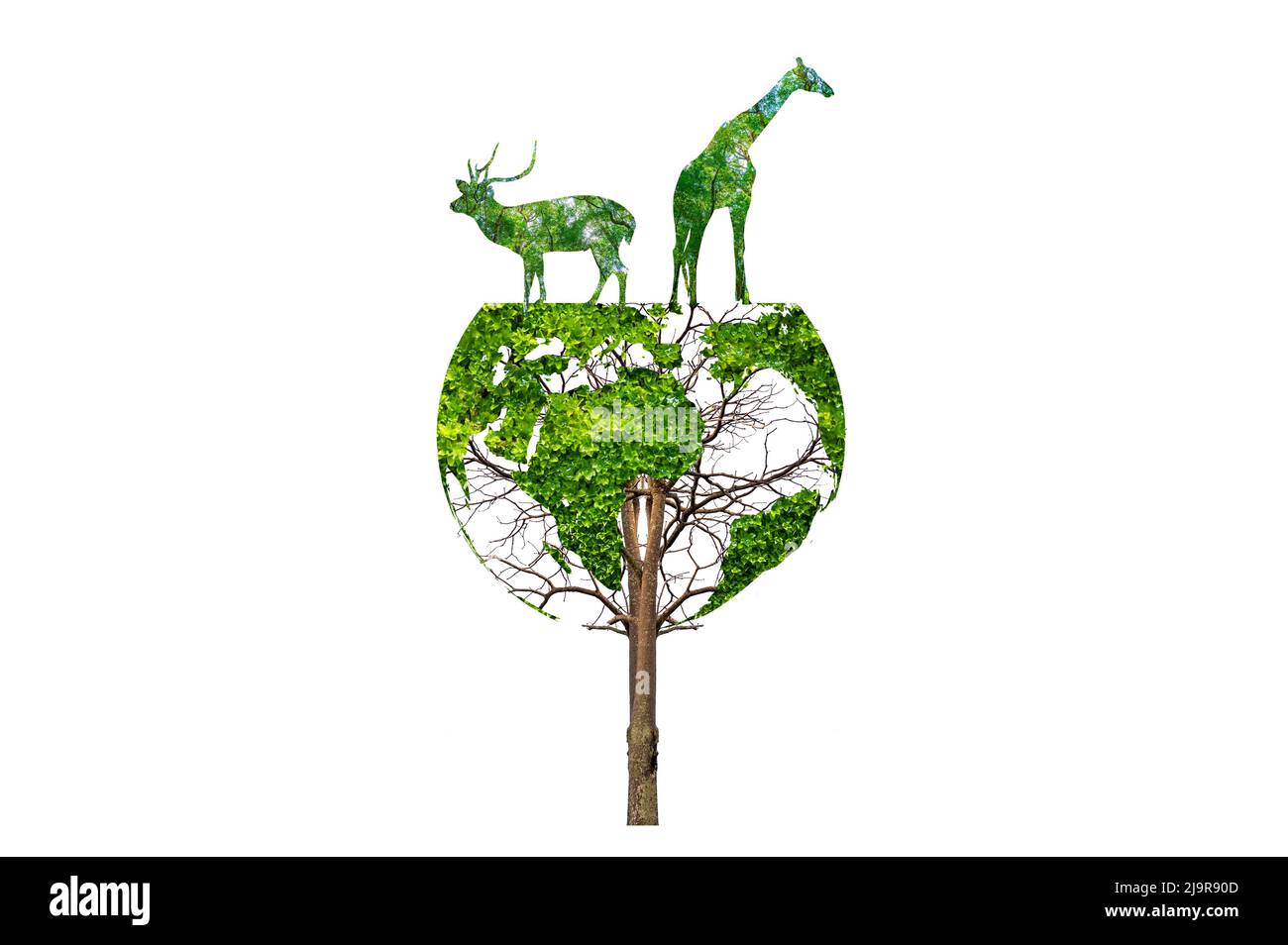 silhouette de la faune sur terre concept de conservation de la faune Banque D'Images