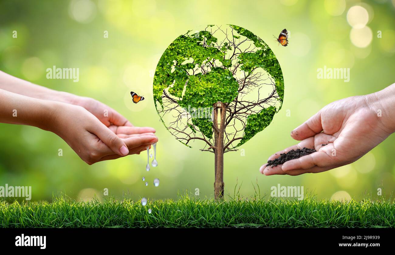 Un arbre avec des feuilles de la carte du monde, concept, environnement, sauver le monde Banque D'Images