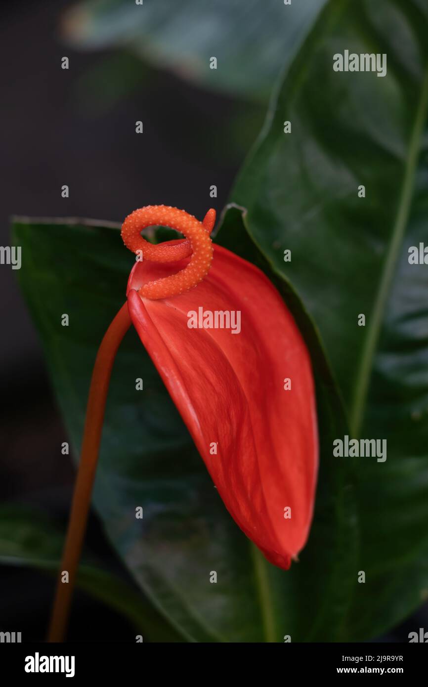 Anthurium Scherzerianum fleur rouge Schott, noms communs: La fleur de flamango ou plante de queue de cochon, famille: Araceae. Banque D'Images