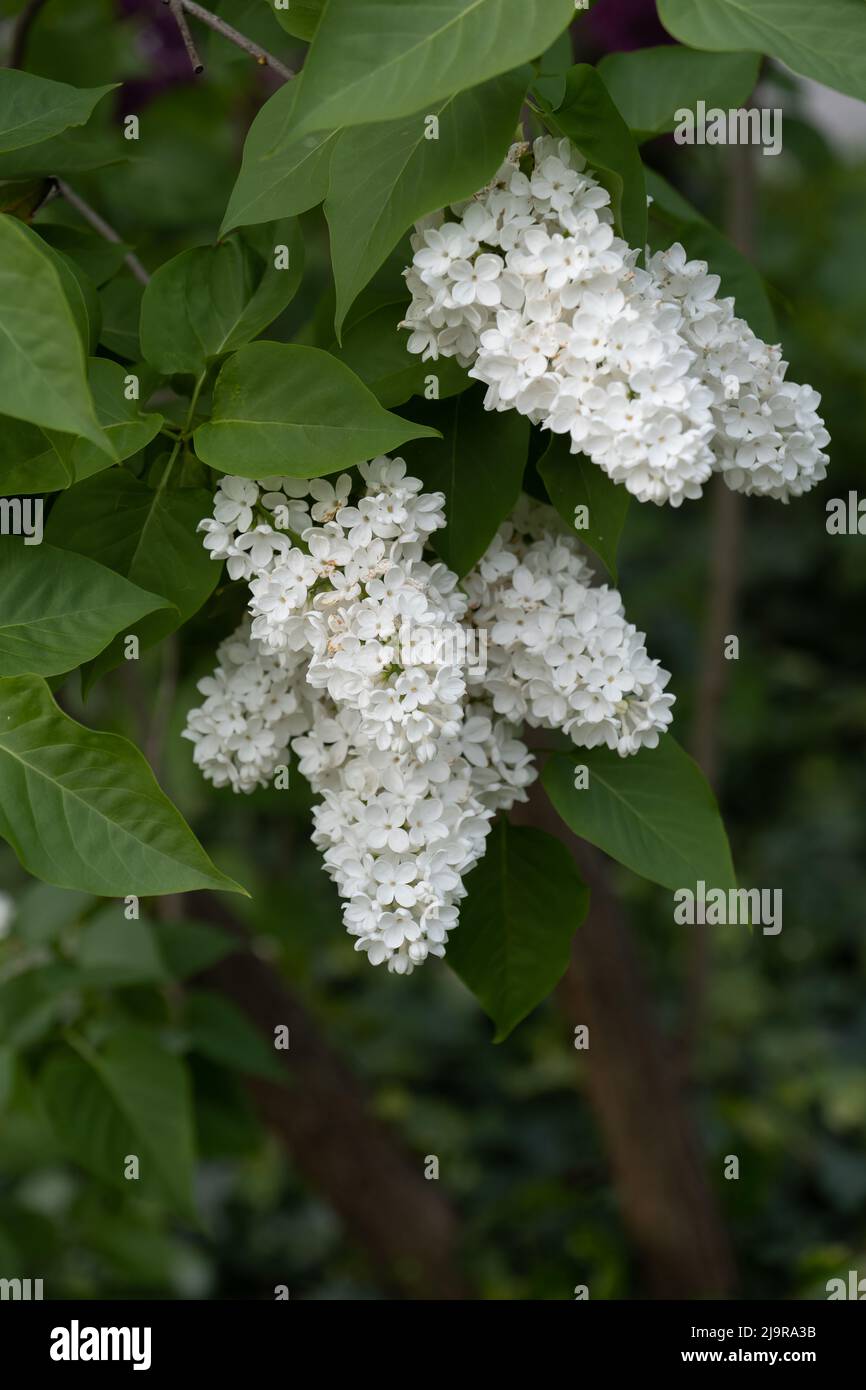 Fleurs blanches de Syringa vulgaris L. 'Liliana', plante à fleurs de la famille des Oleaceae. Banque D'Images