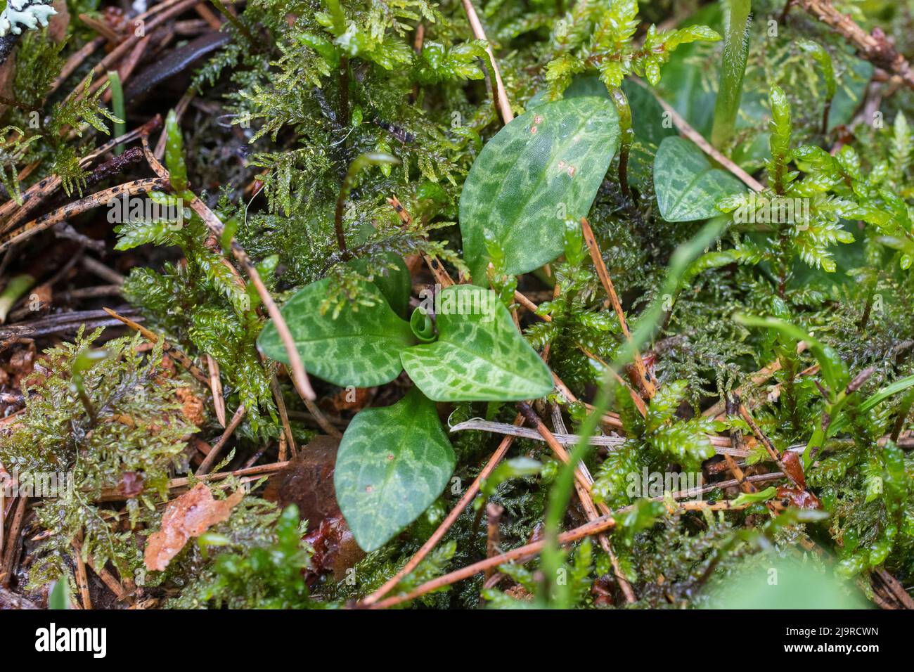 Goodyera repens, une orchidée du genre Goodyera, est appelée par le nom commun de femme rampant-tresses en Europe anglophone. Banque D'Images