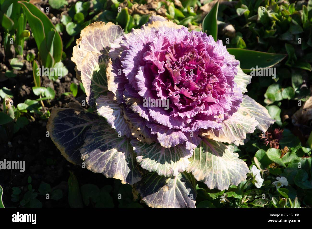 Multicolore de brassica oleracea frais décoratif avec pétales roses dans le jardin ornemental Banque D'Images
