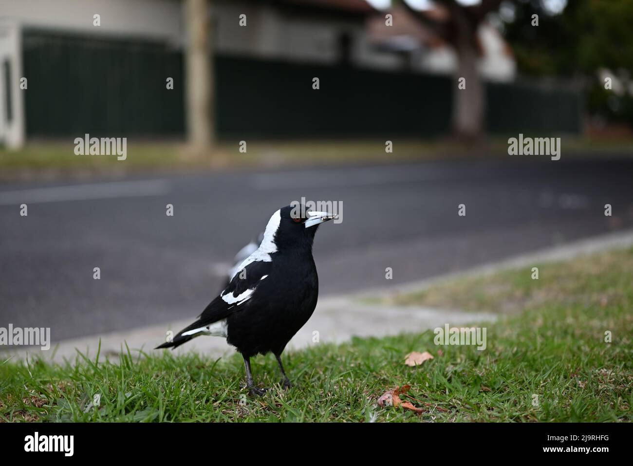 Magpie australienne, Cracticus tibicen, debout sur une pelouse à côté d'une rue de banlieue avec des miettes de nourriture sur son bec Banque D'Images