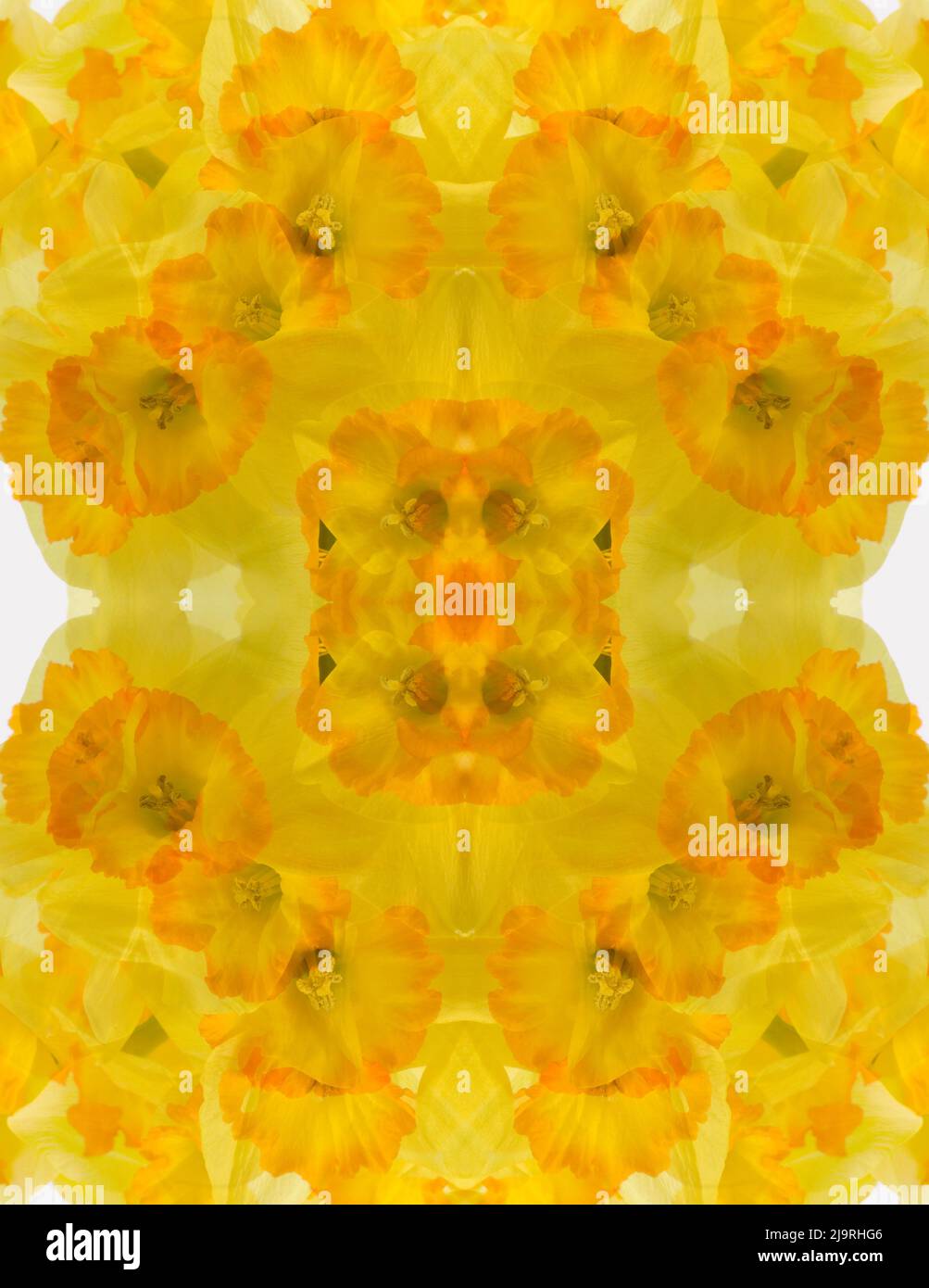 Daffodil jaune et orange abstrait. Banque D'Images