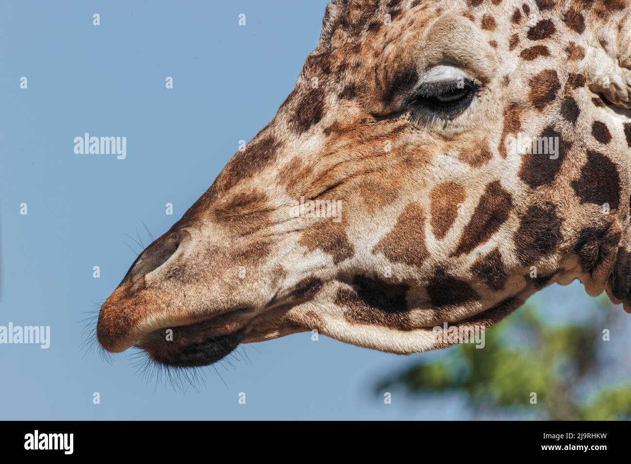 Girafe réticulée. Masai Mara, Kenya, Afrique Banque D'Images