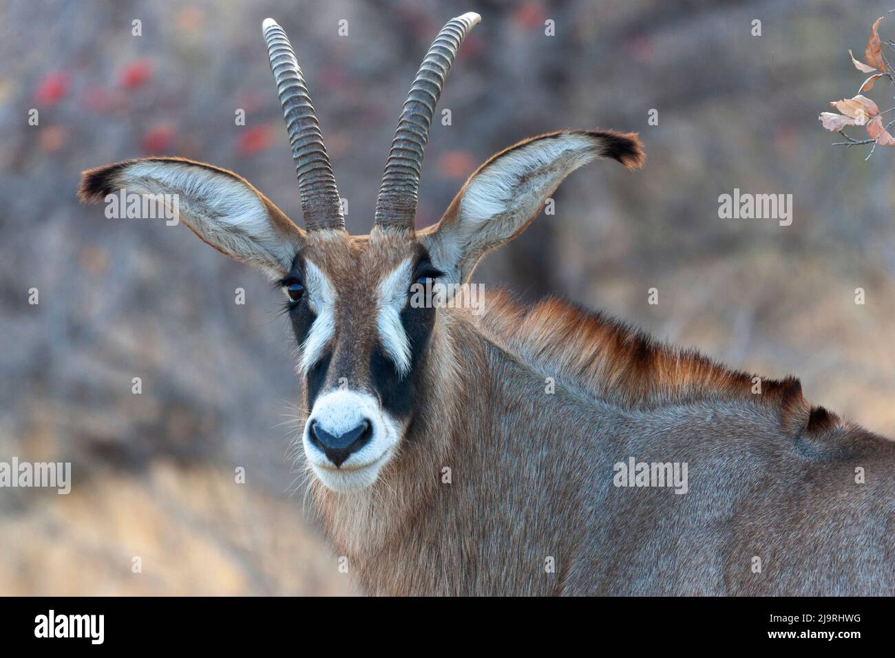 Afrique, Tanzanie. Photo d'un antilope roan. Banque D'Images