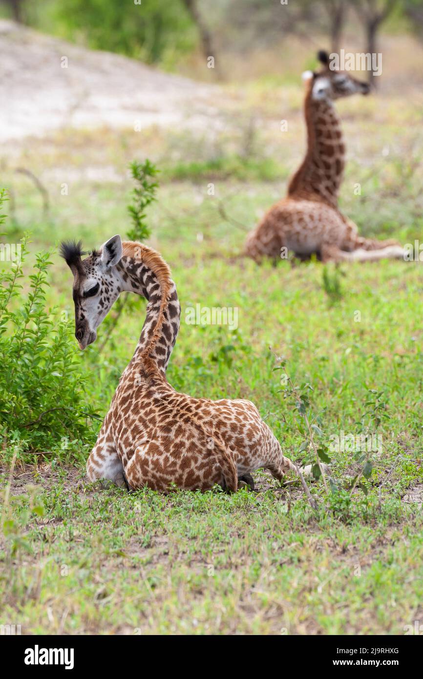 Afrique, Tanzanie. Deux jeunes girafes s'assoient ensemble. Banque D'Images