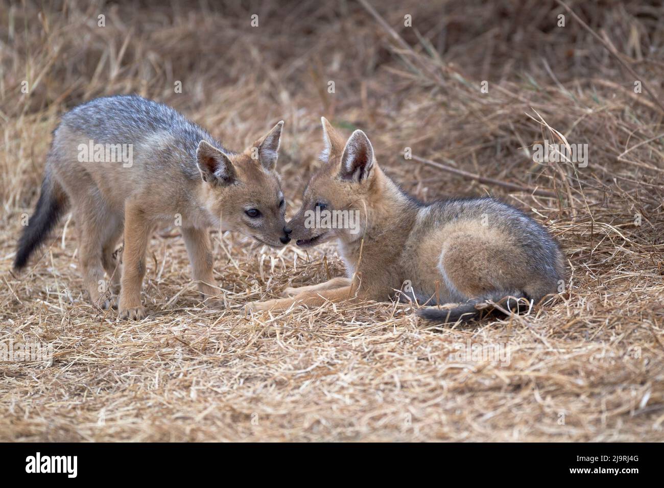 Afrique, Tanzanie. Deux chiots de la cachaal à dos noir se noircir l'un l'autre. Banque D'Images