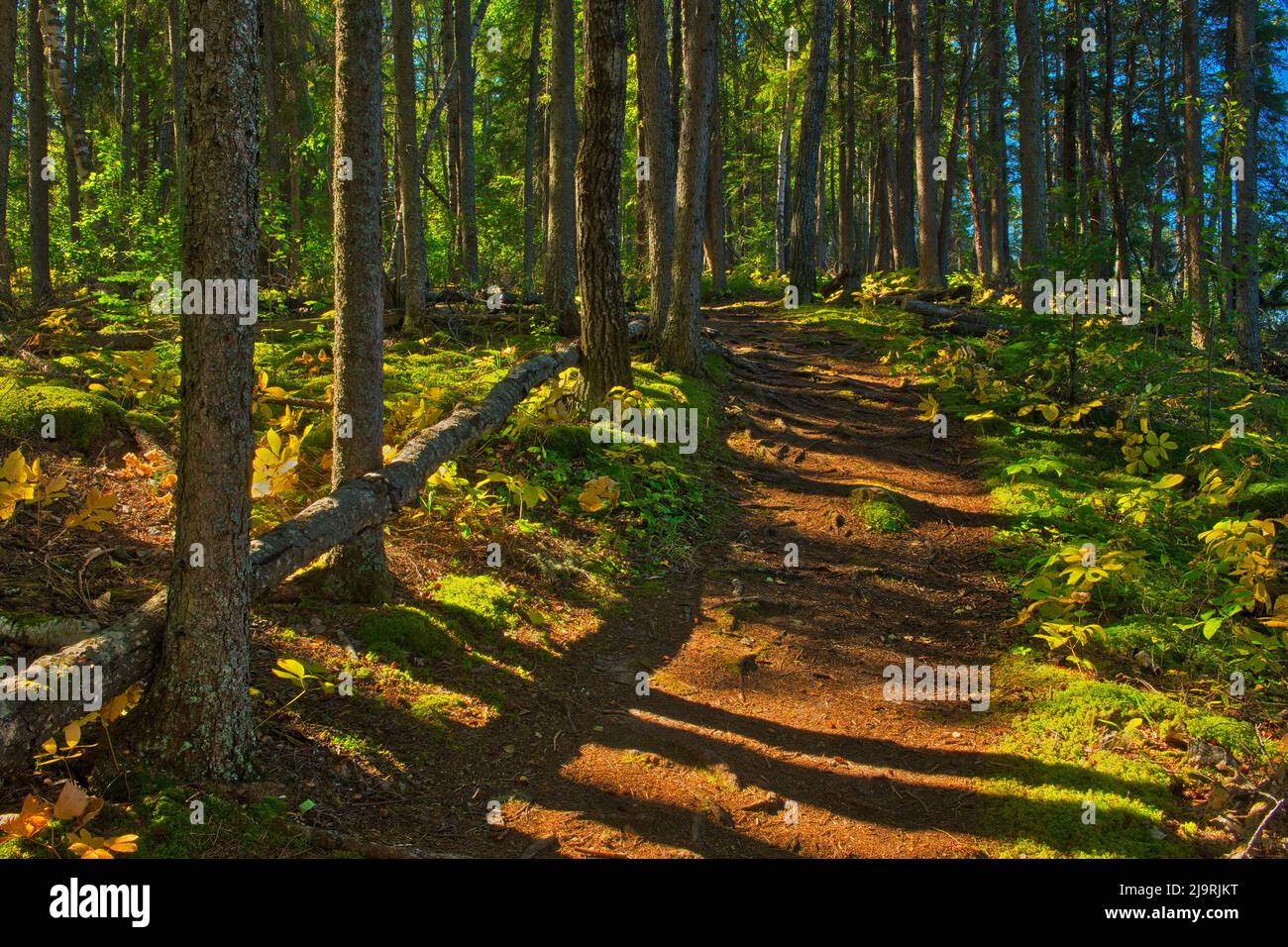 Canada, Manitoba, Parc provincial du mont Duck. Forêt pittoresque et sentier. Banque D'Images