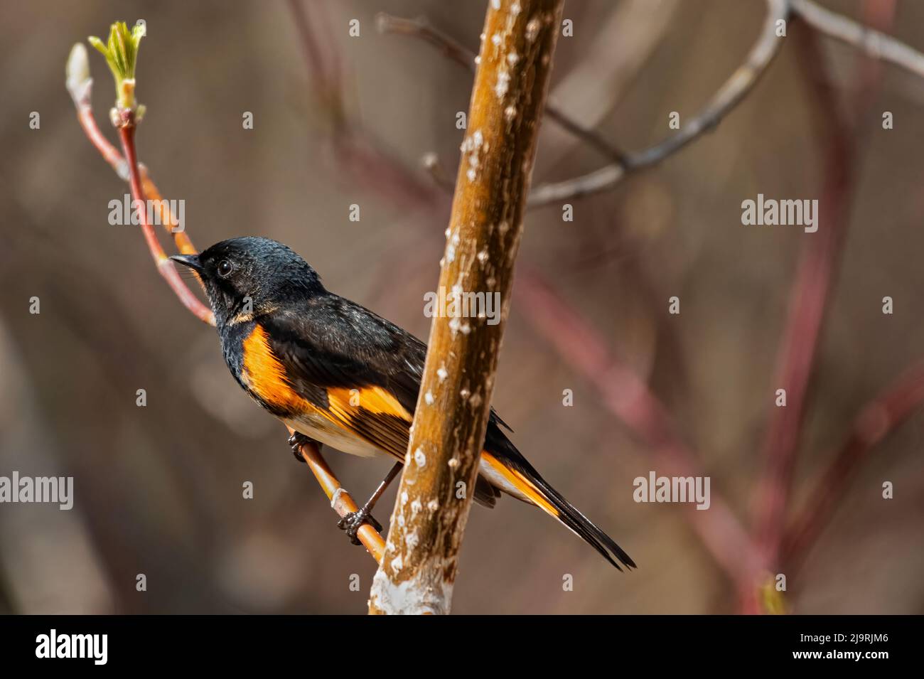 Canada, Manitoba, Matlock. American redstart dans l'arbre. Banque D'Images