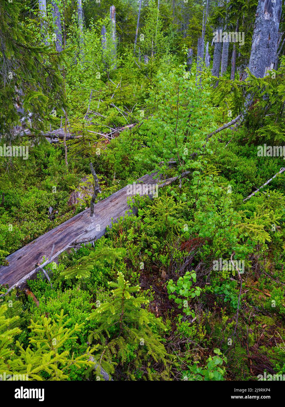 Zones humides de Grosser Filz et Klosterfilz. Forêt de primeval dans le parc national Bavarian Forest près de Sankt Oswald. Europe, Europe centrale, Allemagne, Bavari Banque D'Images