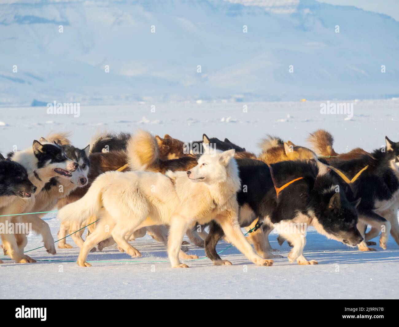 Le pêcheur ramène sa prise au village à l'aide d'un traîneau à chiens. Chien de traîneau avec des chiens du Groenland pendant l'hiver près d'Uummannaq dans le nord-ouest du Groenland beyo Banque D'Images