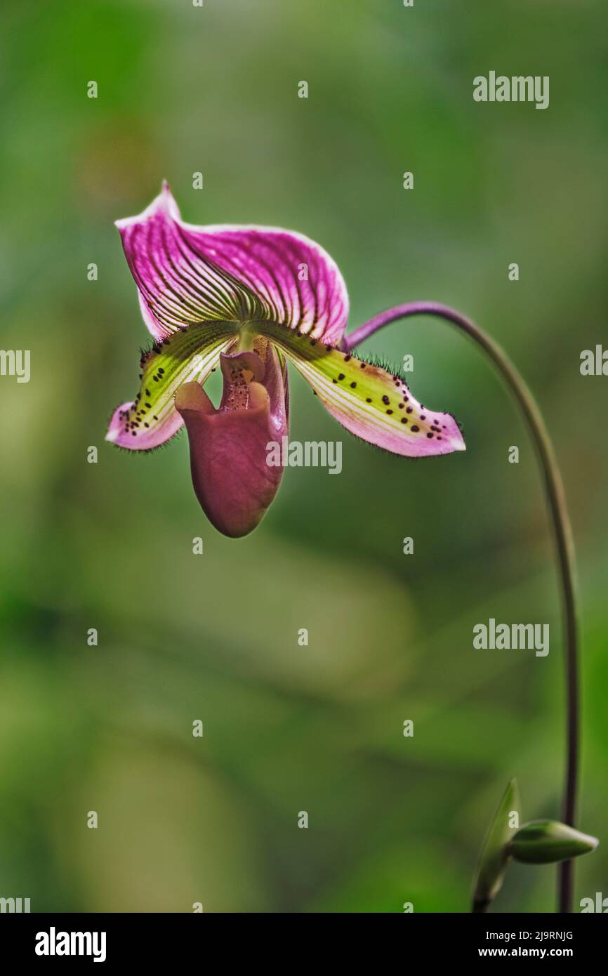 Orchidée Lady Slipper Banque D'Images