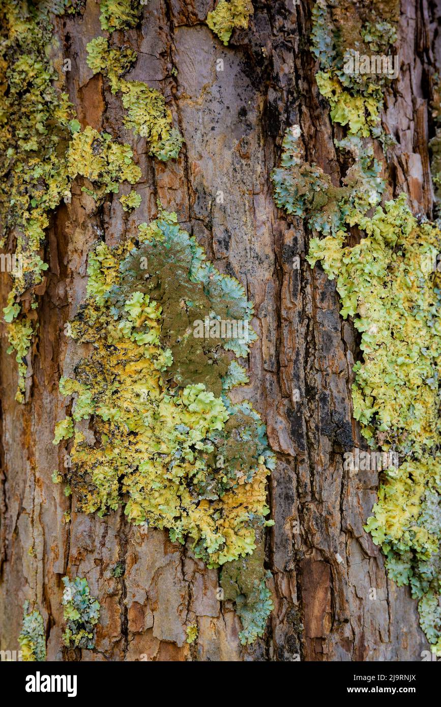 Écorce de mousse, Shenandoah, Blue Ridge Parkway, Smoky Mountains, États-Unis. Banque D'Images
