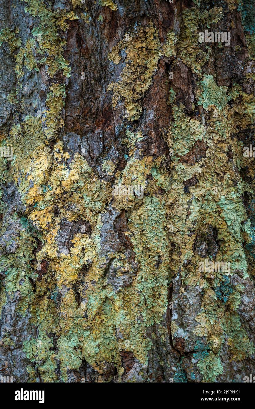 Écorce de mousse, Shenandoah, Blue Ridge Parkway, Smoky Mountains, États-Unis. Banque D'Images