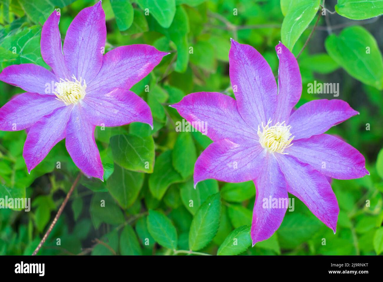 Fleurs de clematis violettes. Banque D'Images