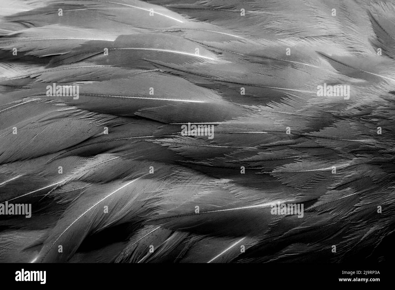 Noir et blanc de motif en plumes de flamants roses américaines Banque D'Images