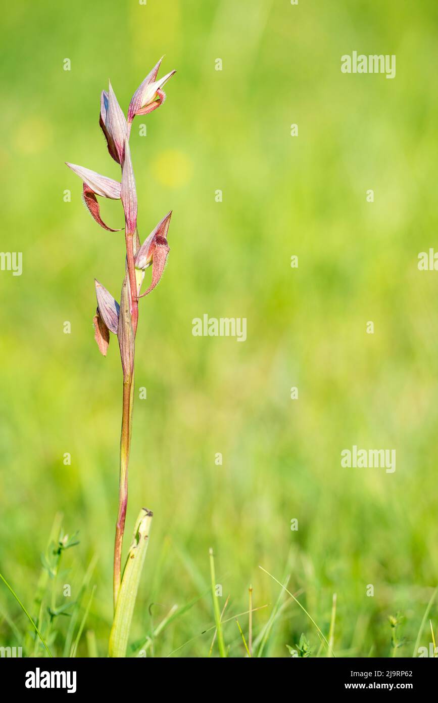 Serapias vomeracea, nom commun serapias à longues lèvres ou serapias à part de charrue, est une espèce d'orchidée du genre Serapias. Banque D'Images