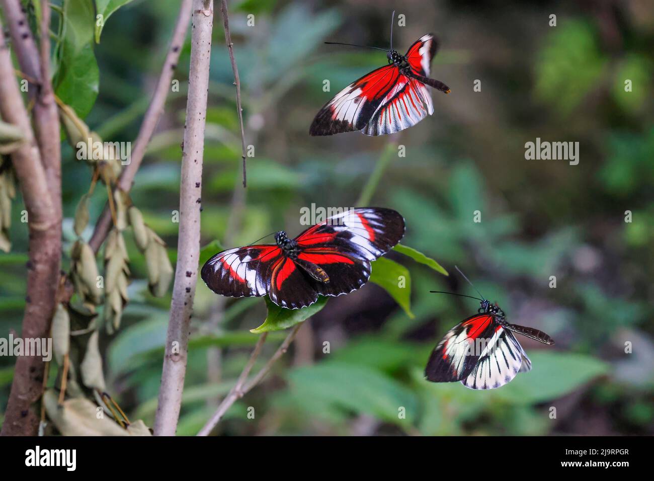 Touches de piano ou papillons Postman volant Banque D'Images