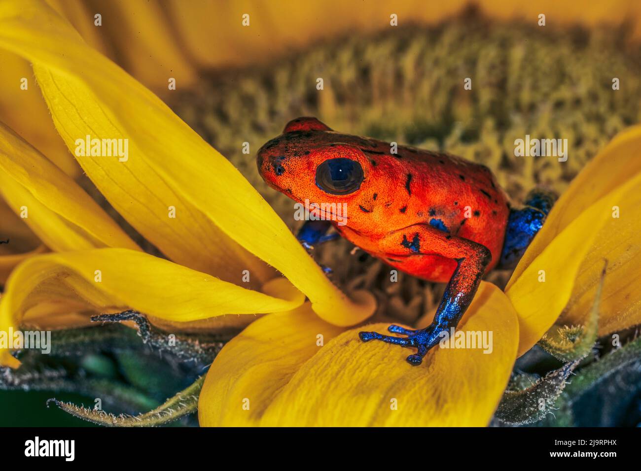 Grenouille Blue-jean, grenouille de fraise empoisonnée Banque D'Images