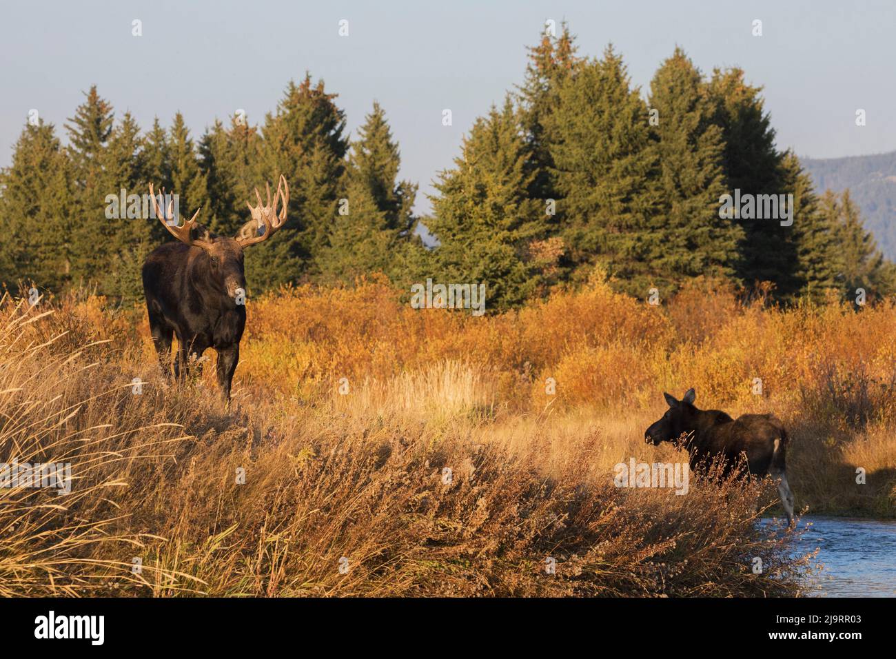Shiras Moose, vache de courting de taureau Banque D'Images Shiras Moose, vache de courting de taureau Banque D'Images