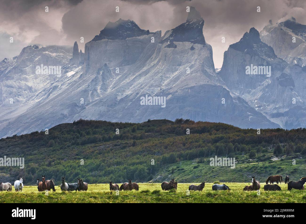 Chevaux sauvages en Patagonie, sud du Chili Banque D'Images