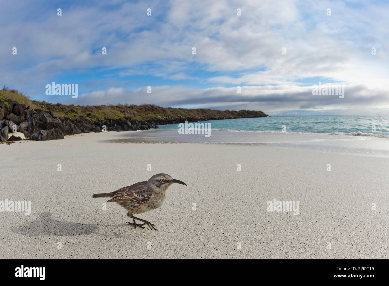 Vue panoramique sur Espanola mockingbird ou Hood mockingbird, sur la plage, l'île d'Espanola, les îles Galapagos, Equateur. Banque D'Images