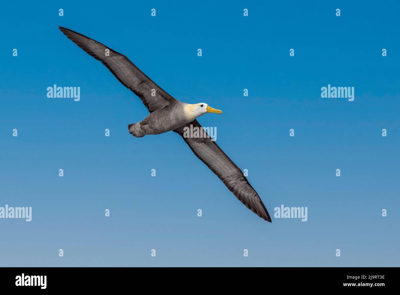 Vol d'albatros ondulés, île d'Espanola, îles Galapagos, Équateur. Banque D'Images