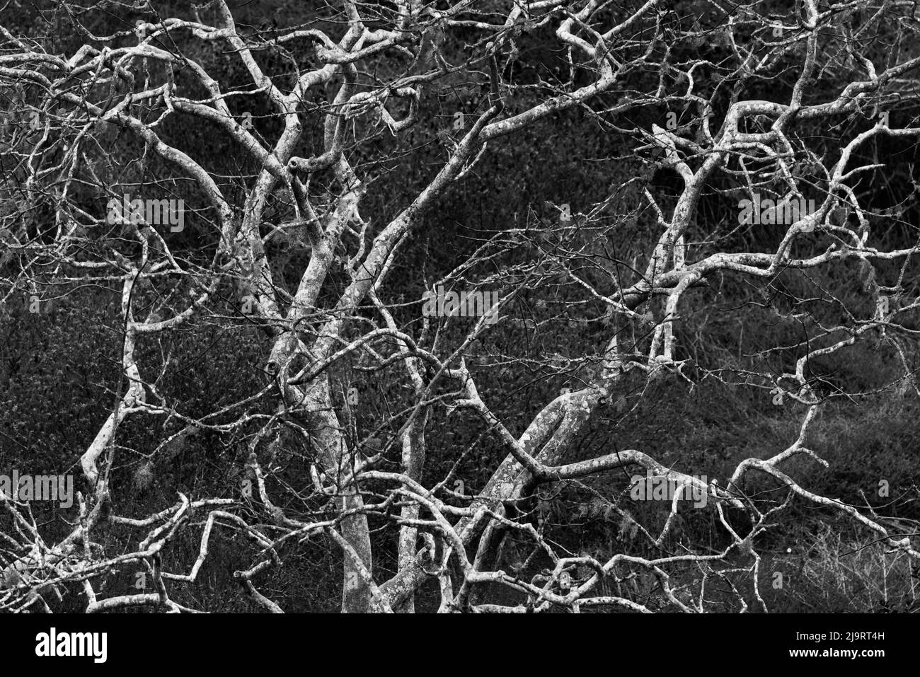 Palo santo. Île Floreana, Îles Galapagos, Équateur Banque D'Images