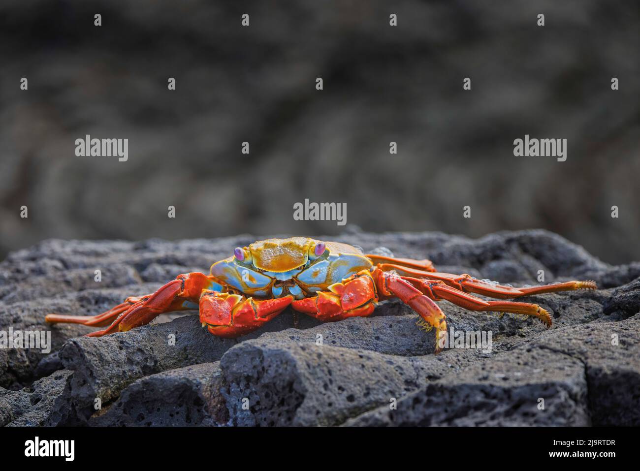 Sally lightfoot crabe. Île de Santiago, Îles Galapagos, Équateur. Banque D'Images