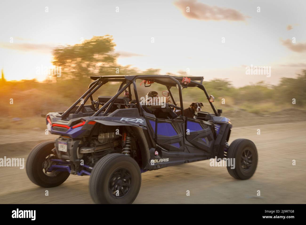 Cabo San Lucas, Mexique. Buggy avec chien et chauffeur. (Usage éditorial uniquement) Banque D'Images