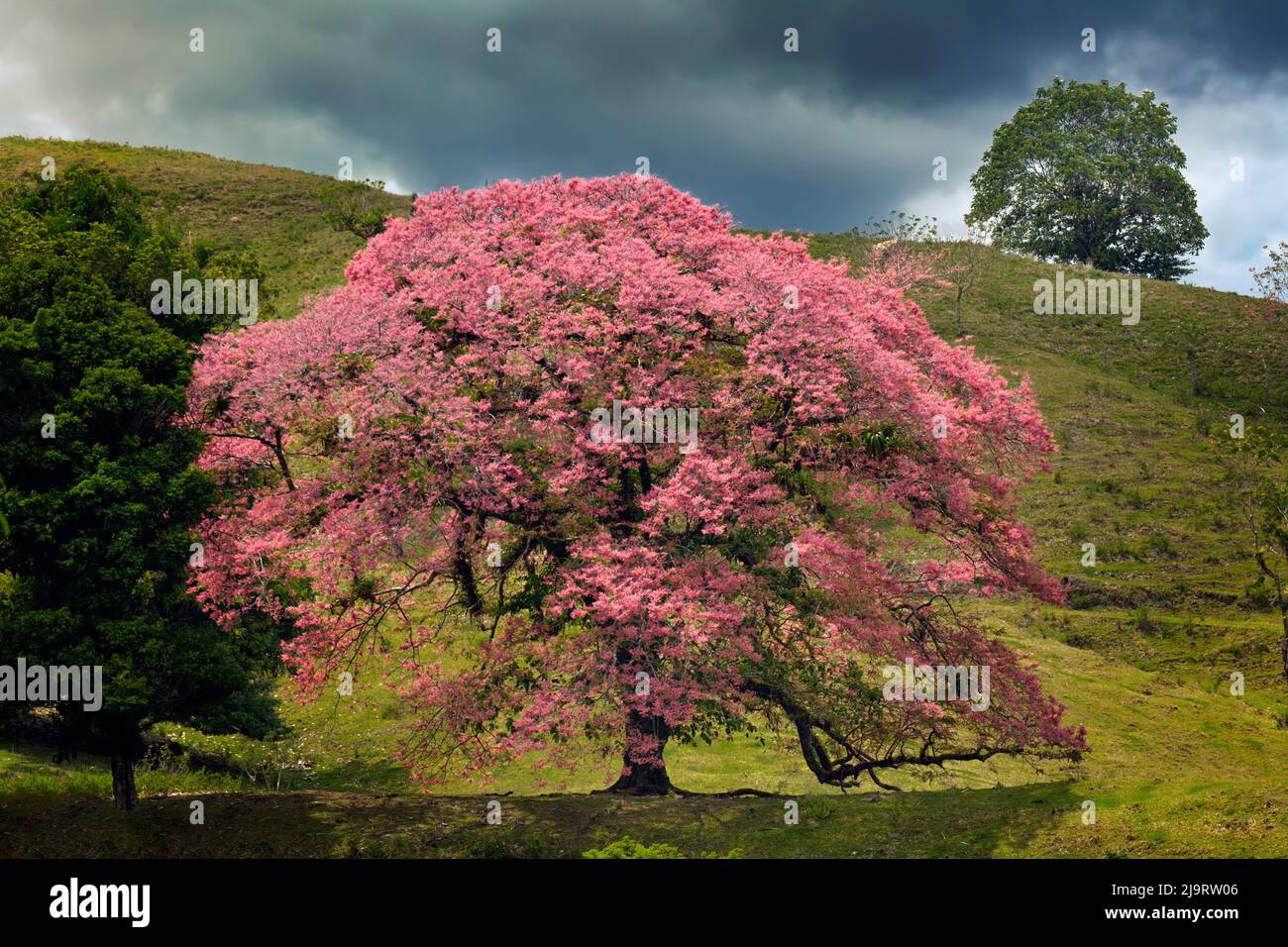 Grand arbre à fleurs unique, Costa Rica Banque D'Images