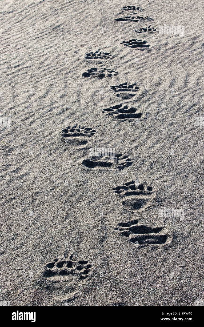 Pistes pour ours grizzly adultes sur une plage de sable, parc national et réserve du lac Clark, Alaska, ruisseau Silver Salmon Banque D'Images